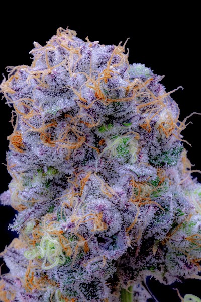 Theory Wellness: Brattleboro Recreational Cannabis Dispensary