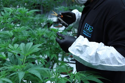 Thrive Dispensary Wilmington