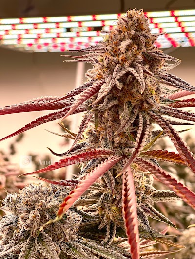 Token Cannabis Co (Medical)