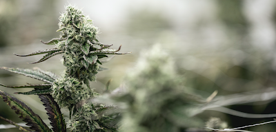 Tops Farm: Medical Marijuana Dispensary