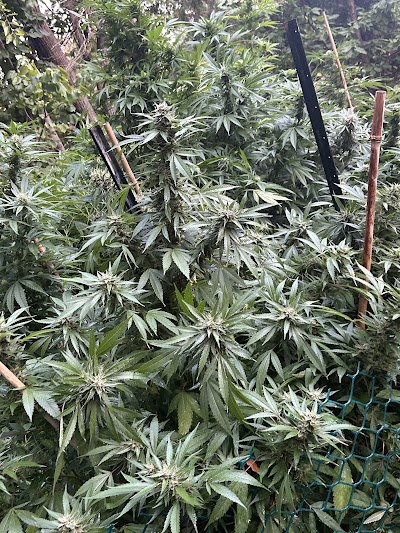 Torontos High Club Dispensary