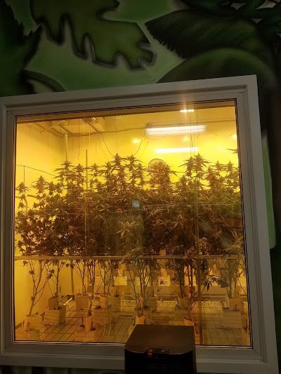 Traditional DTLA - Cannabis Dispensary