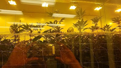 Traditional DTLA - Cannabis Dispensary