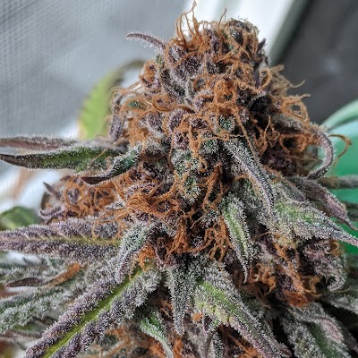 Treasure Tree Bozeman