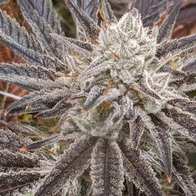 Treasure Tree Bozeman