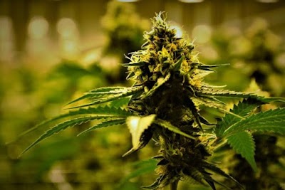 Trees Dispensary Denver