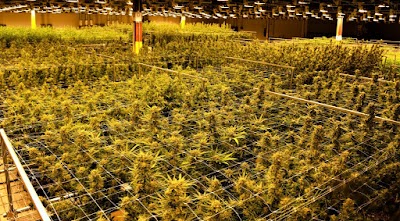 Trees Dispensary Denver