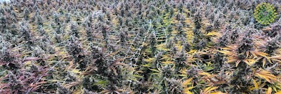 Trulieve Huntington Dispensary