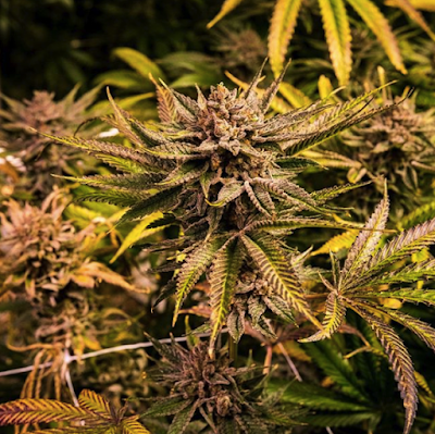 Trulieve Mesa Dispensary