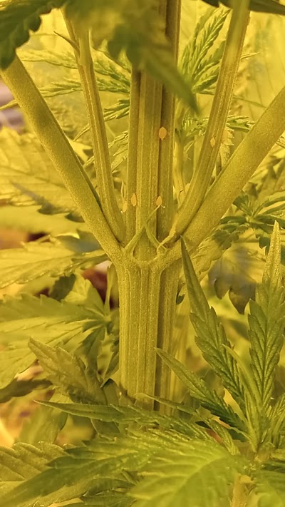 Ultra Health Dispensary South Valley