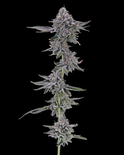 Undertow Cannabis Co. (Medical Cannabis)