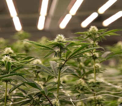 Undertow Cannabis Co. (Medical Cannabis)