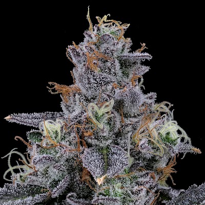 Undertow Cannabis Co. (Medical Cannabis)