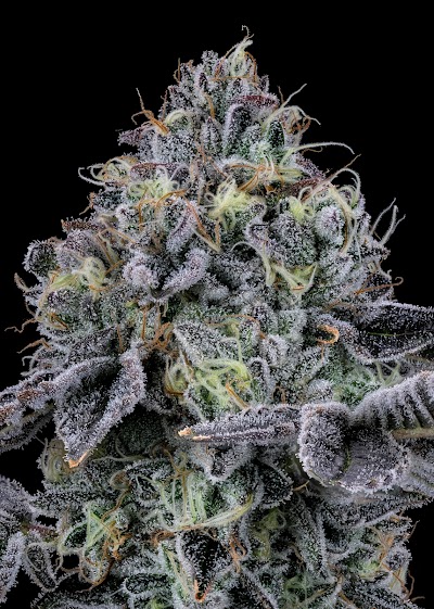 Undertow Cannabis Co. (Medical Cannabis)