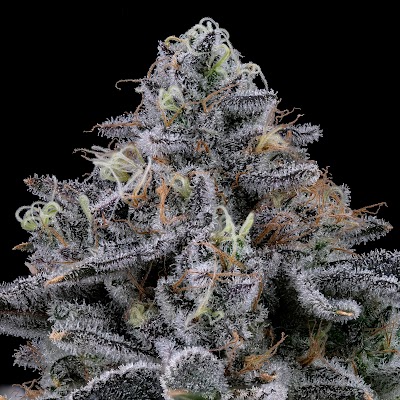 Undertow Cannabis Co. (Medical Cannabis)