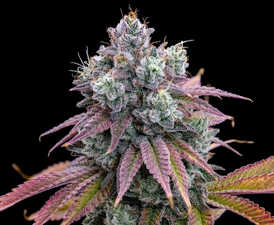 Upstate Gardens - Medical Dispensary