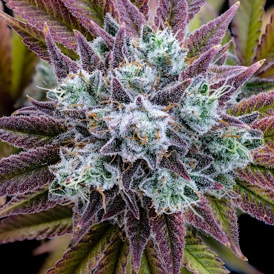 Upstate Gardens - Medical Dispensary