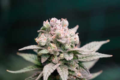 URB Cannabis Dispensary Detroit