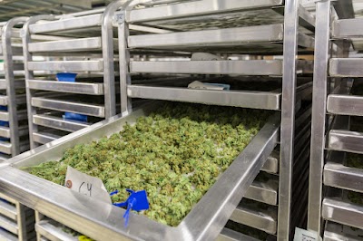 URB Cannabis Dispensary Vassar