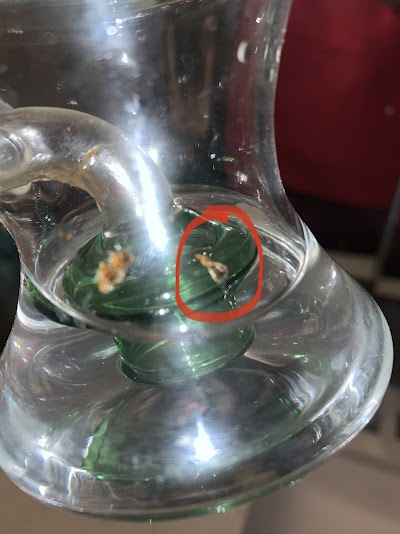 Value Buds Hamilton King