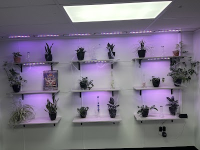 Vana Society Cannabis Dispensary Texico