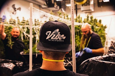 Vibe Cannabis | Portland Marijuana Dispensary (49th Ave)