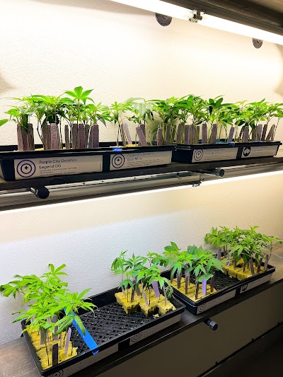 Wheelhouse Cannabis Dispensary & Delivery – Port Hueneme