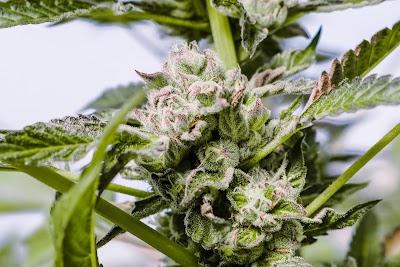 White Mountain Health Center