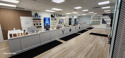 Y Cannabis