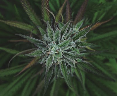 Yachats Cannabis Company