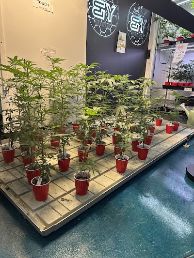 Yellowstone Buds Billings