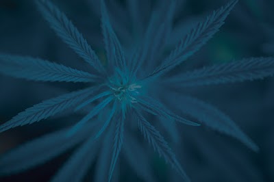 Zahara Cannabis Dispensary - Attleboro