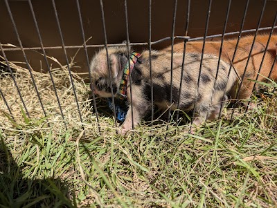 Zorrillo Cannabis Co