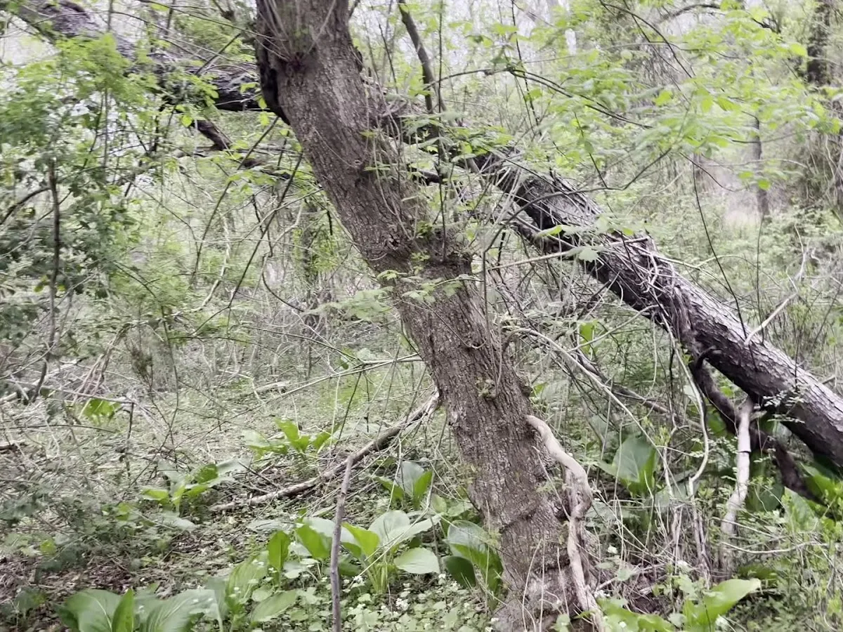 1821 Old Cuthbert Road Parking photo 4