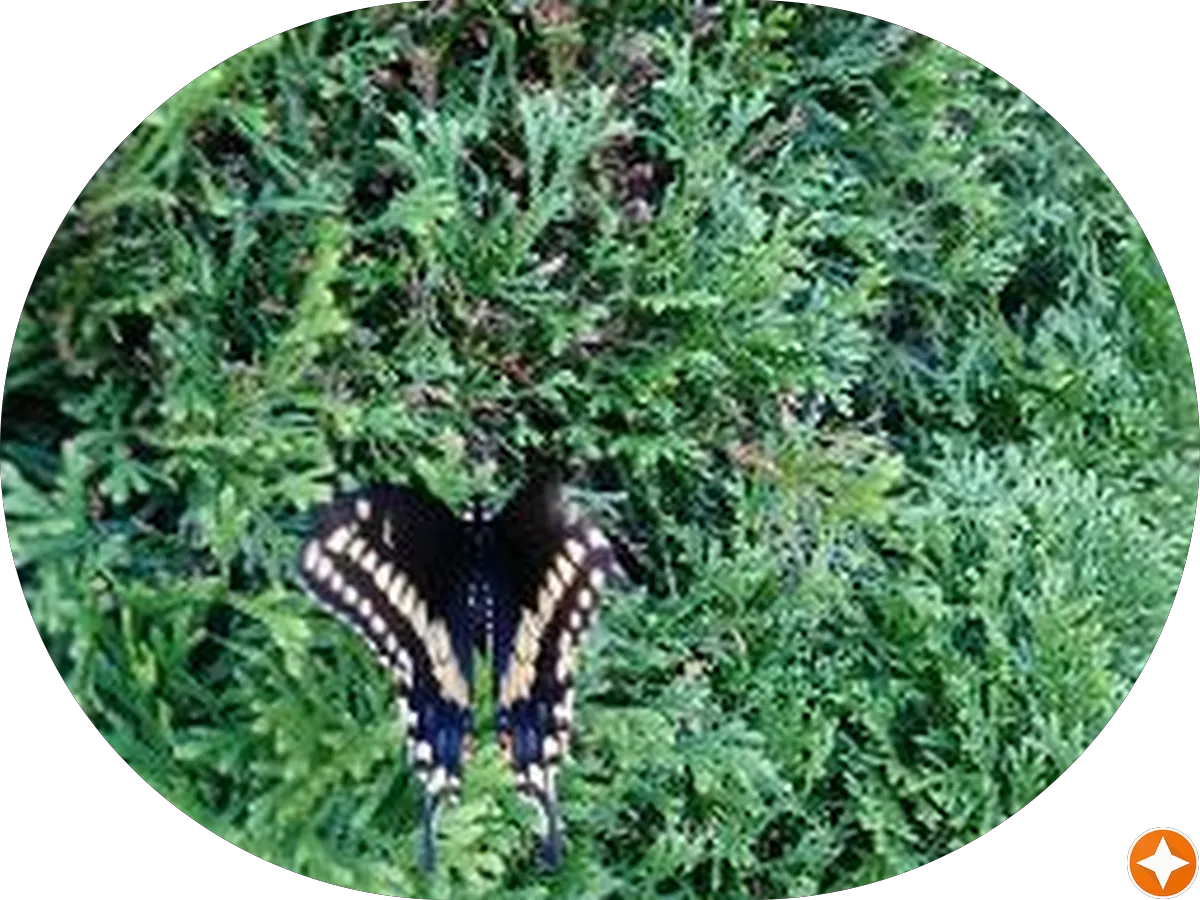 1892 Chocolate photo 5