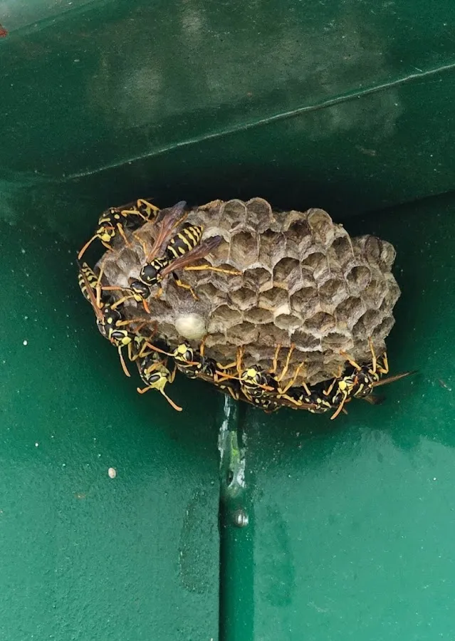 86 Pest & Wildlife Removal photo 2