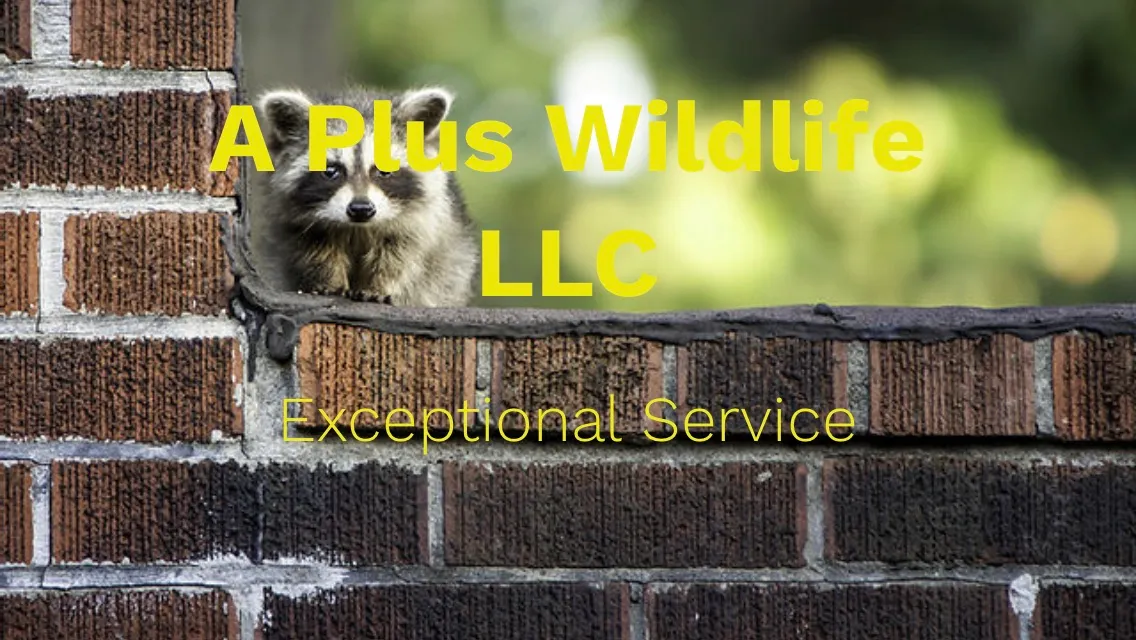 A Plus Wildlife LLC photo 2