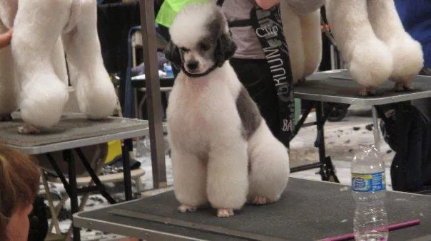 A Purr-fect Paw Mobile Pet Grooming