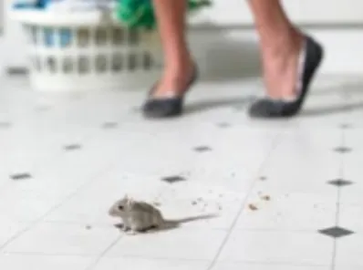 Above All Pest Control Inc photo 2