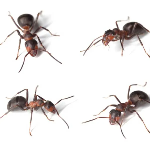 Above All Pest Control Inc photo 3