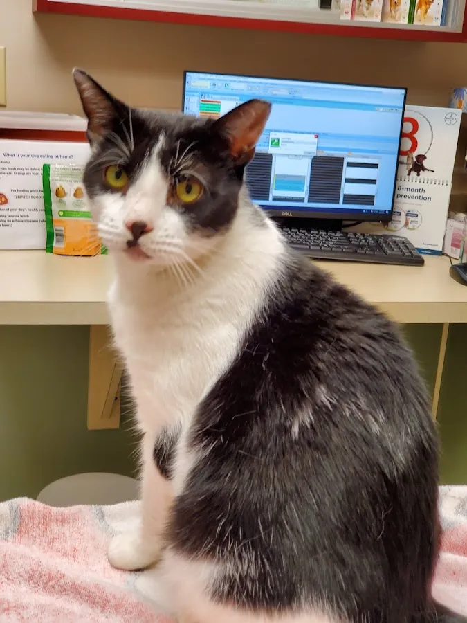 Absecon Veterinary Hospital