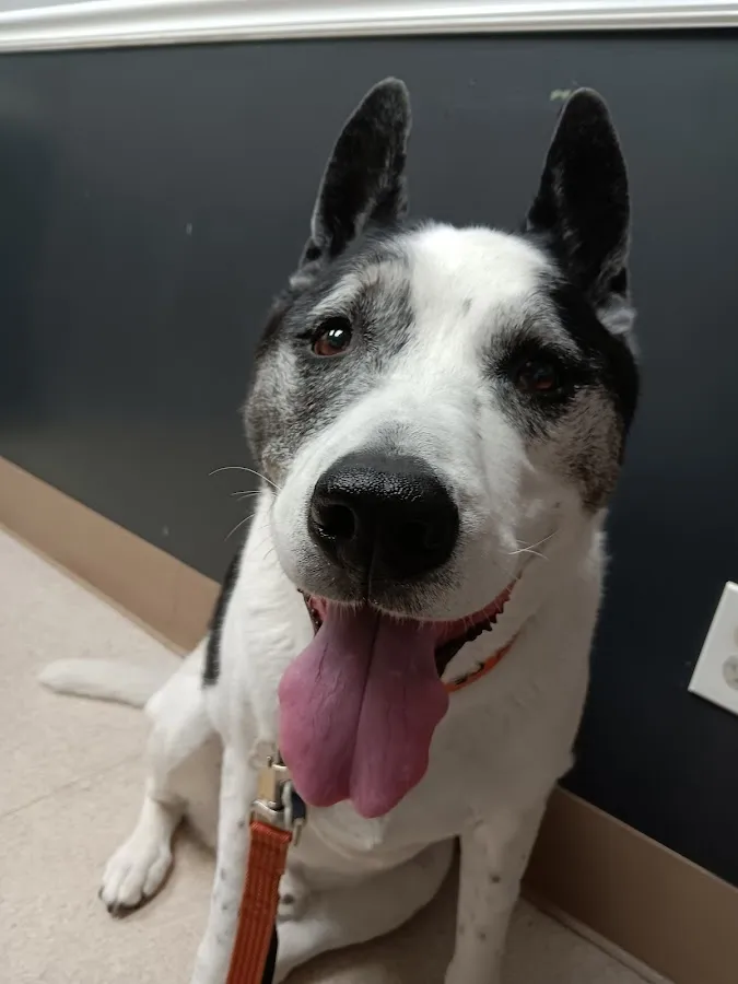 Absecon Veterinary Hospital photo 3