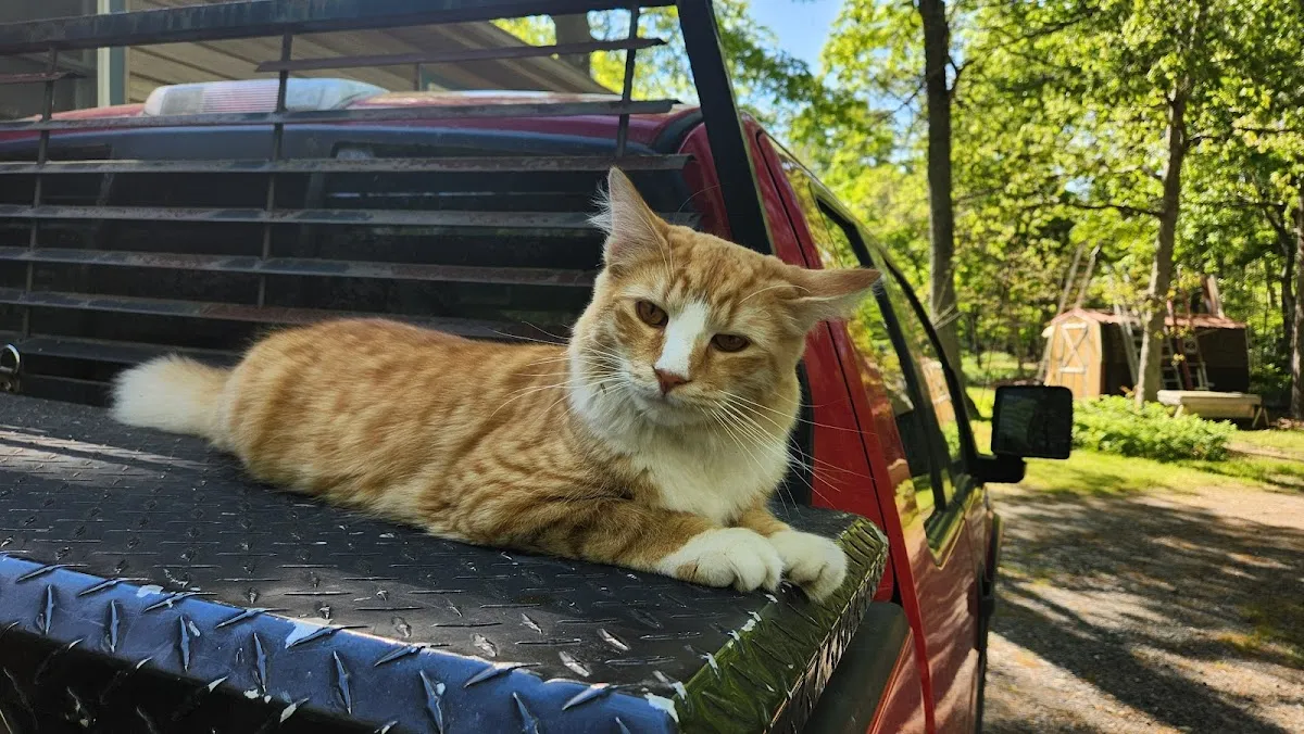 Absecon Veterinary Hospital photo 4