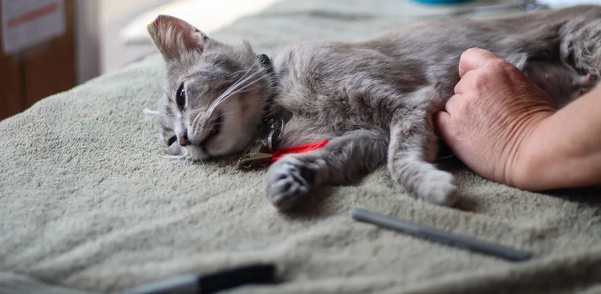 Ace of Spays: Optimizing Spay/Neuter Care photo 4