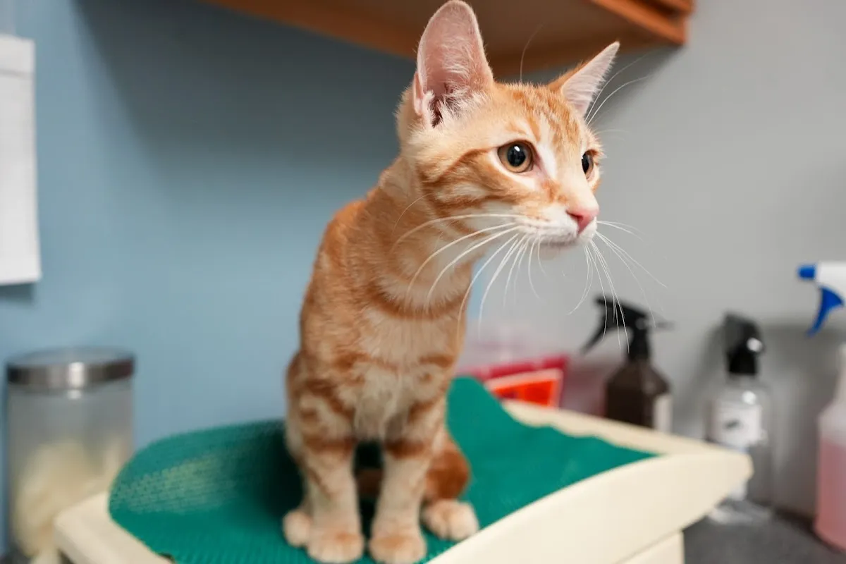 Ace of Spays: Optimizing Spay/Neuter Care photo 5