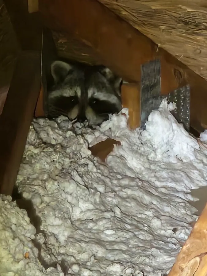 ACP Wildlife Control Services