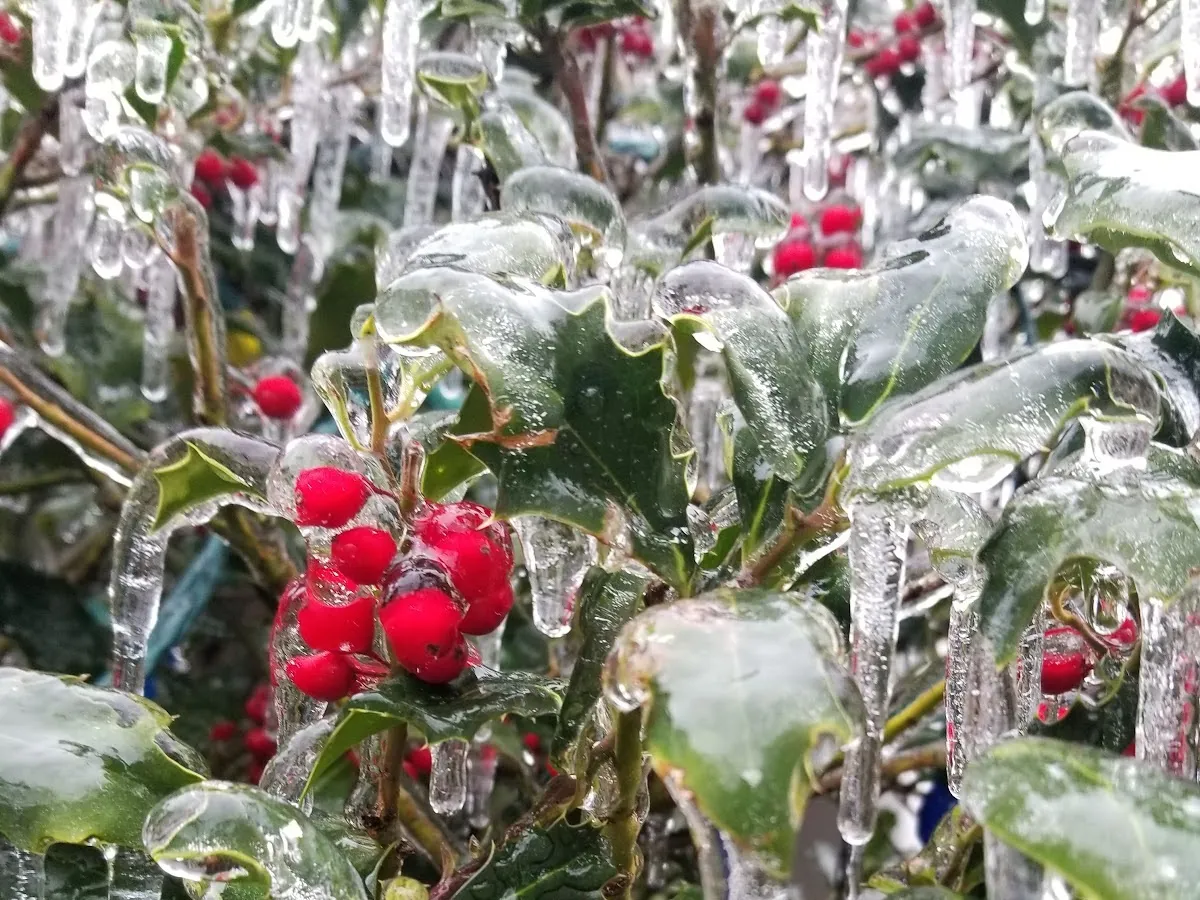 Adana1 Landscaping LLC photo 3