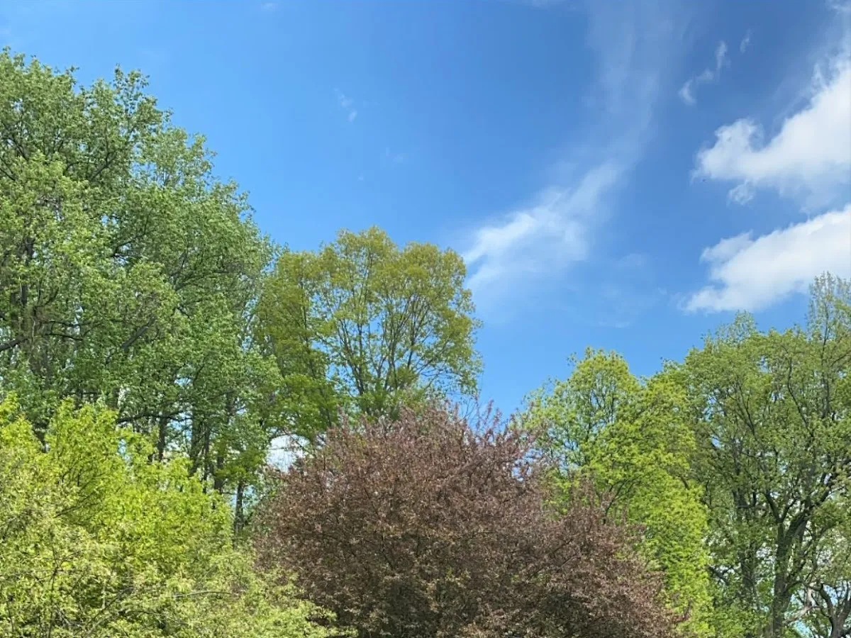 Agnello Landscaping, LLC