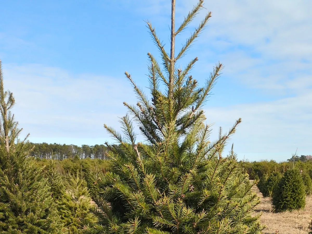 AirportTreePlantation