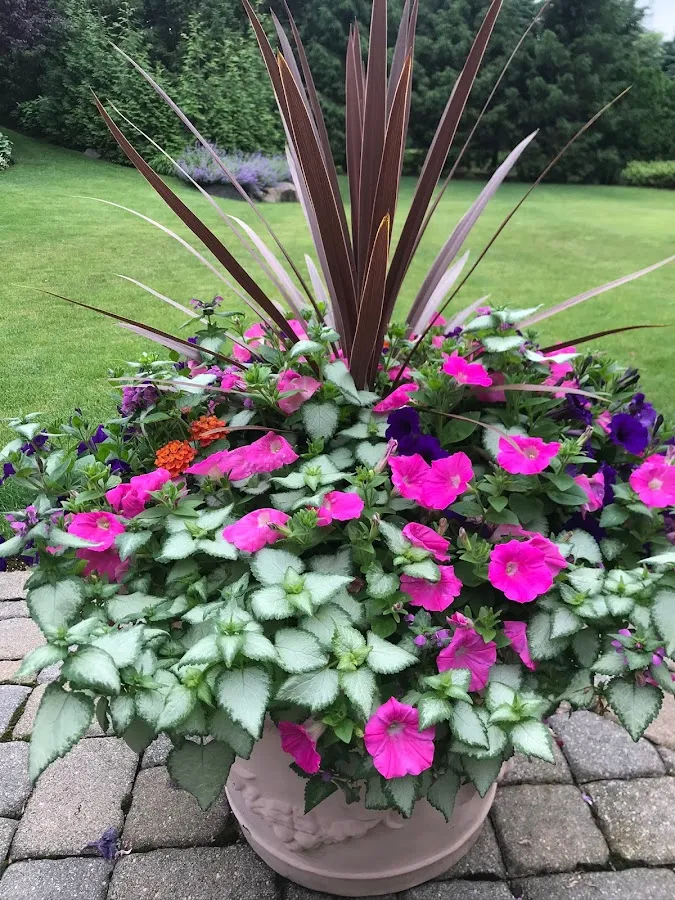 Alamo Landscaping inc. - Snow removal, Landscape & Hardscape Services photo 2